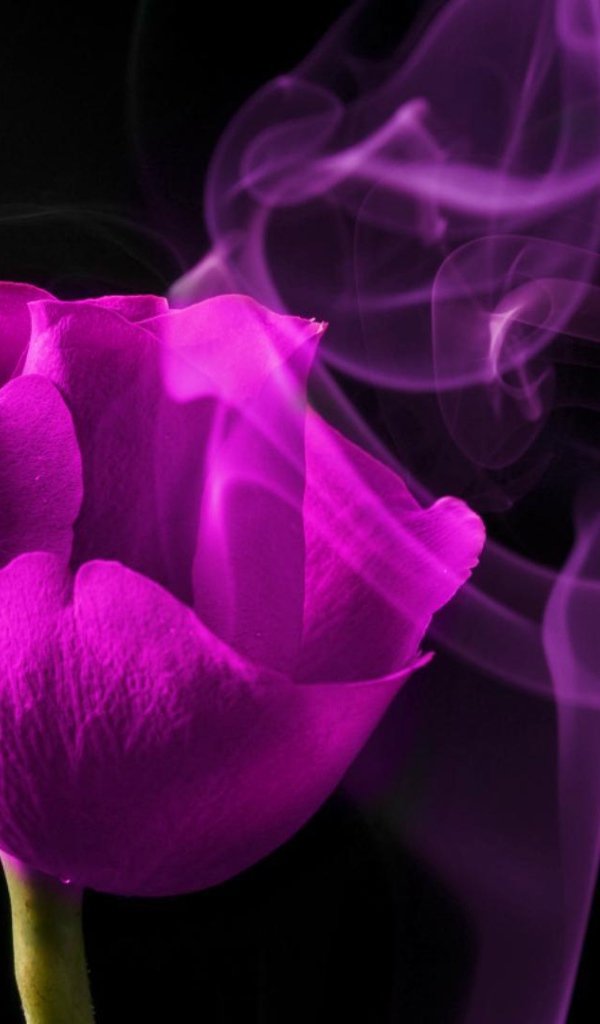 Молодая фиолетовая роза на чёрном фоне