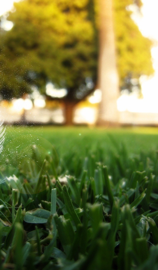 Перо птицы на траве