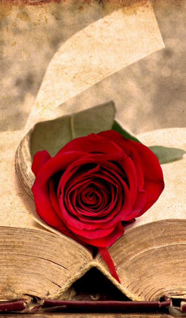 Роза на старинной книге