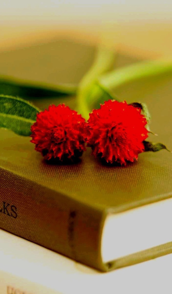 	   Two red flowers on the books