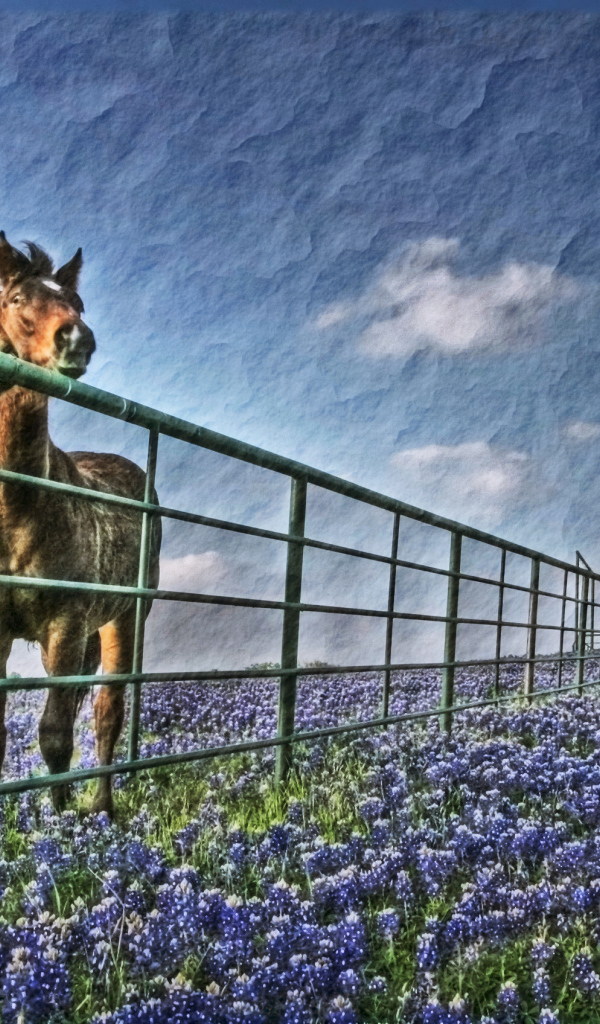 Лошади у забора