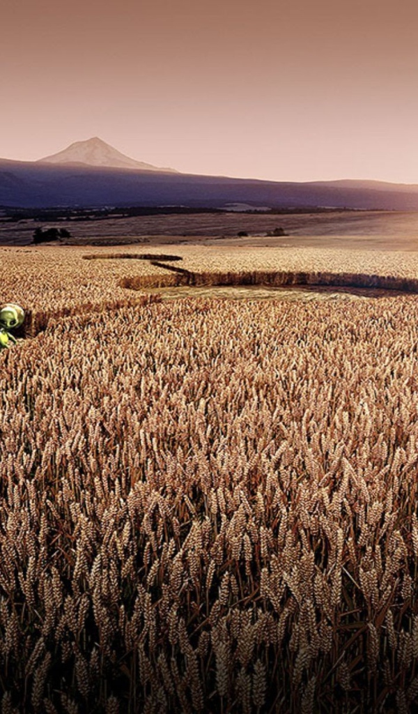 Цифровой рисунок поля