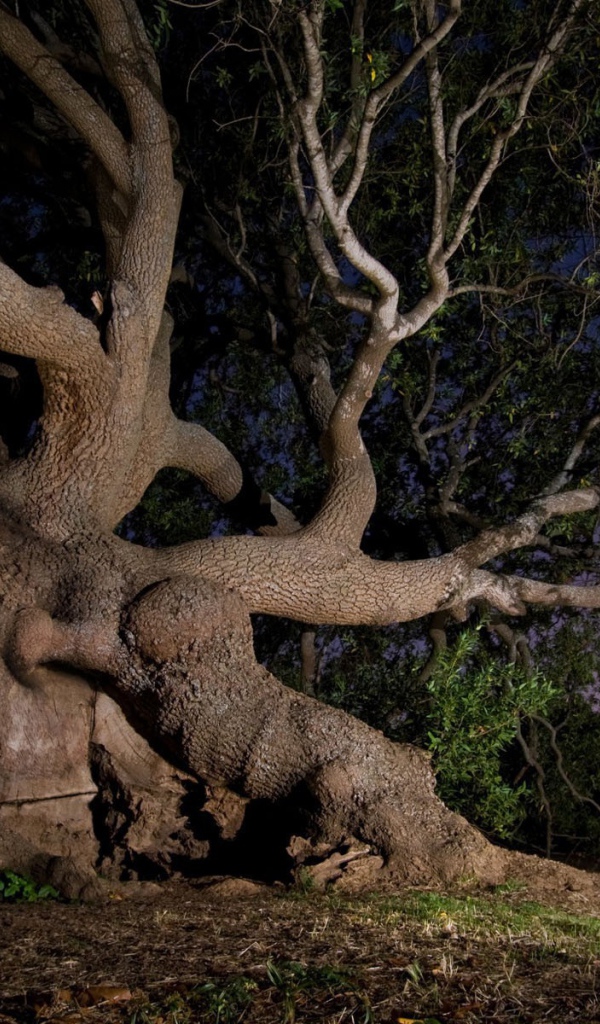 Дерево с глазом