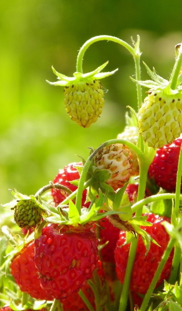 Букет из ягод