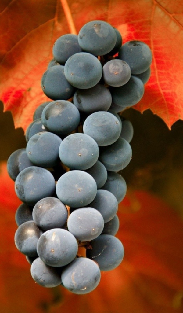 Гроздь красного винограда