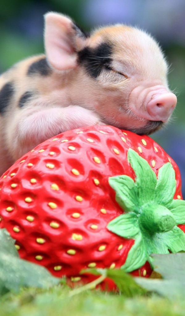 Поросенок с клубникой