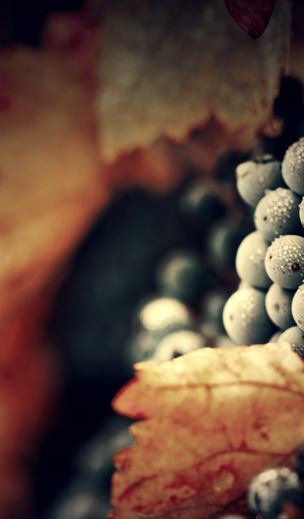 Спелый виноград