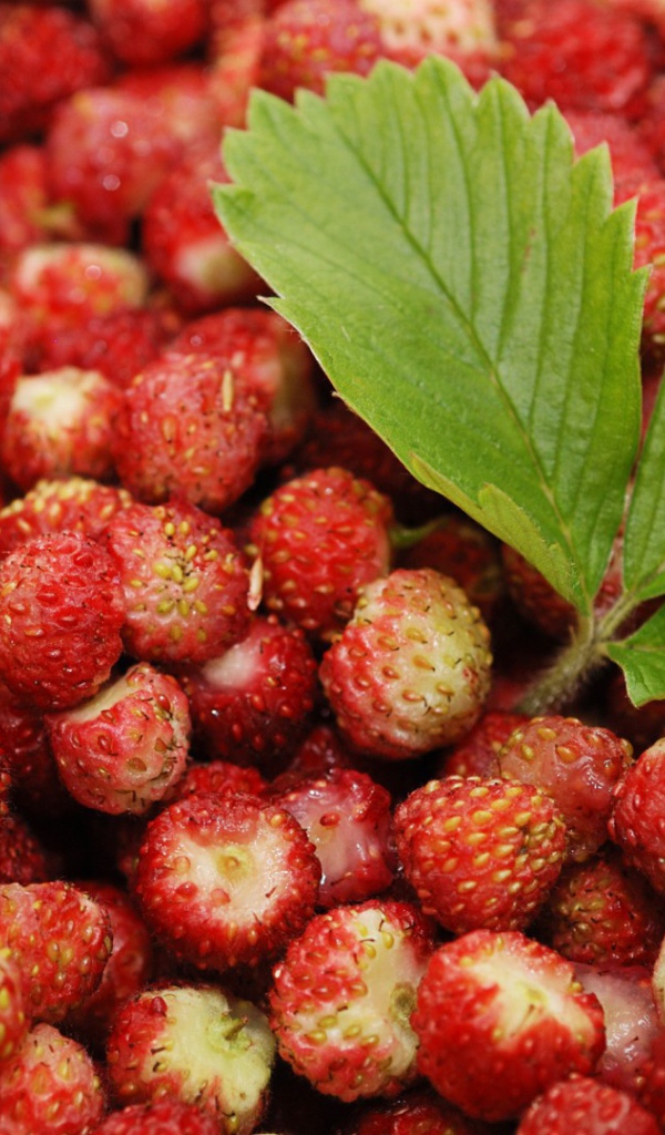 Лесная земляника