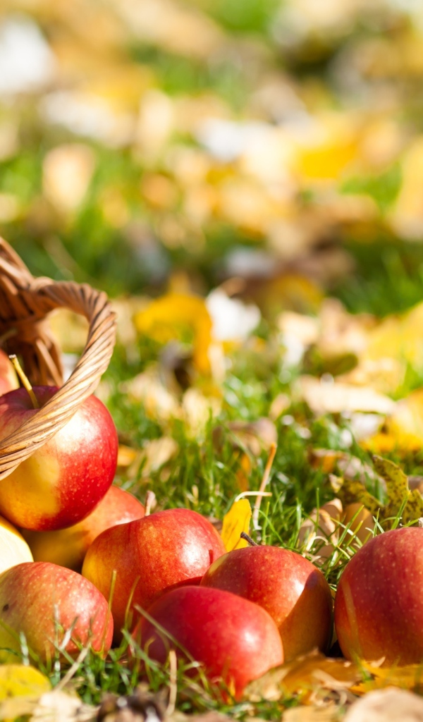 Корзина с яблоками