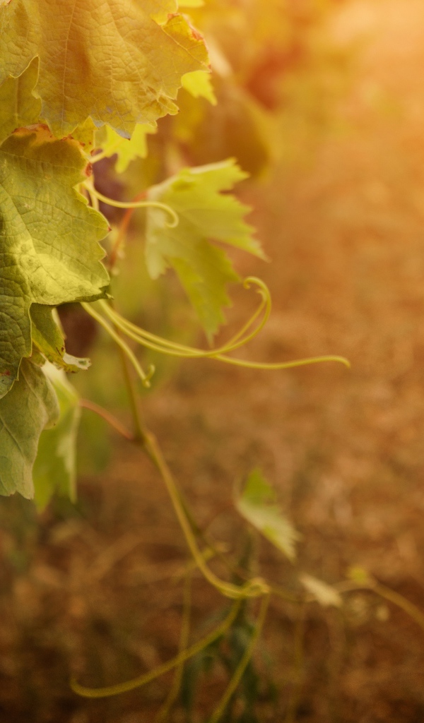 Гроздь винограда на ветке