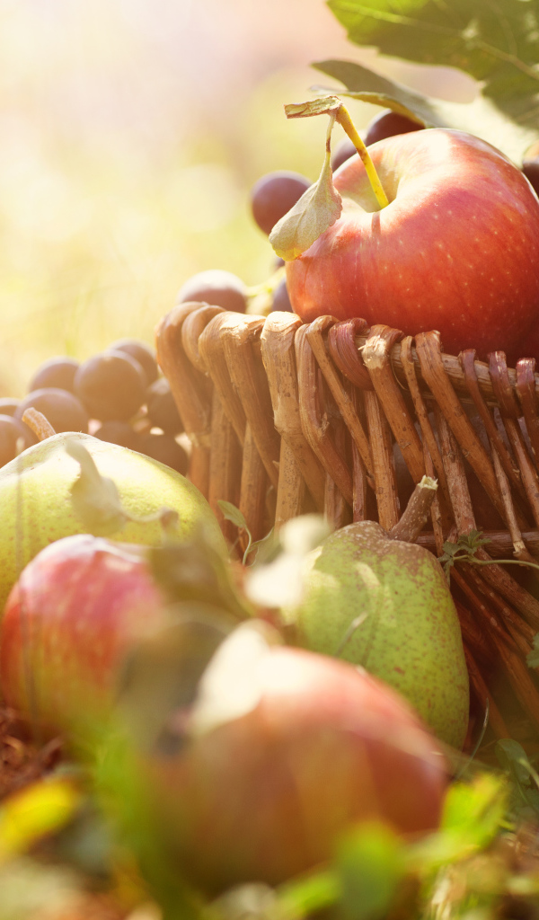 Фрукты в корзине