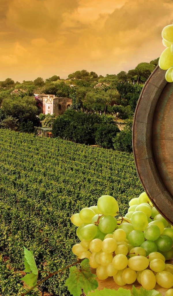 Виноградник и вино в бутылке