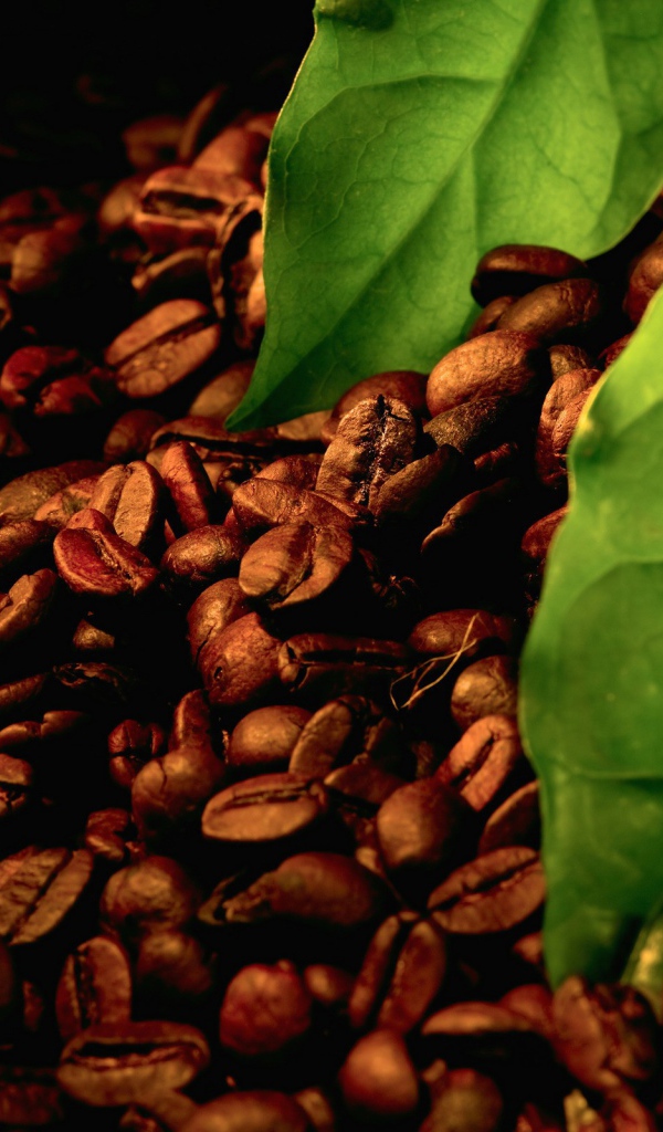 Обжаренные кофейные зерна