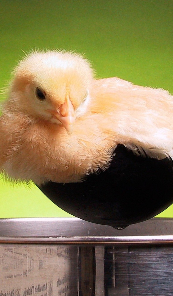 Цыпленок в поварешке