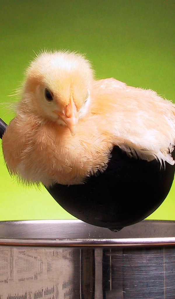 Цыпленок в кастрюле