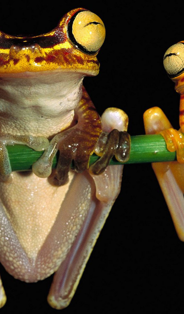 Лягушки висят на ветке