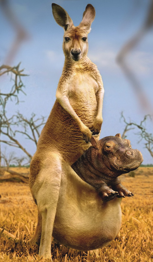 Kangaroo with Hippo bag