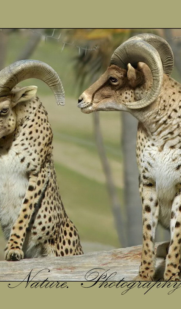 Бараны в леопардовой шкуре