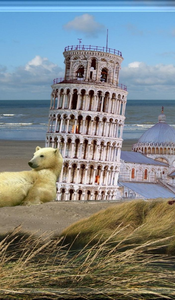 Белый медведь у Пизанской башни