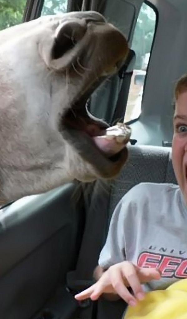 Осел напугал ребенка