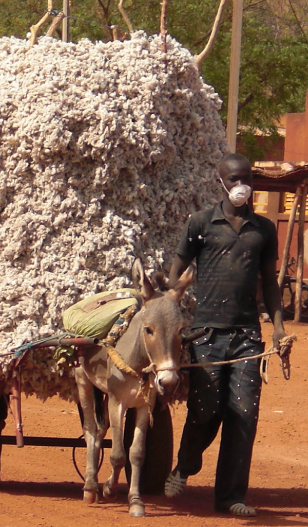 Маленький осел везет большой воз