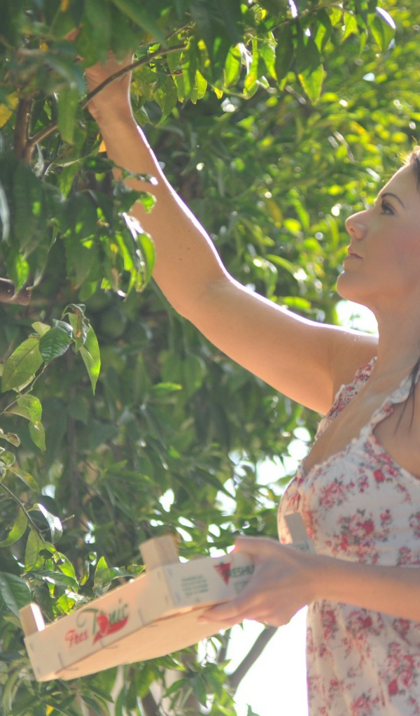 Девушка собирает фрукты