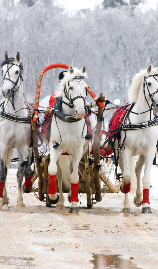 Русская тройка на Масленицу