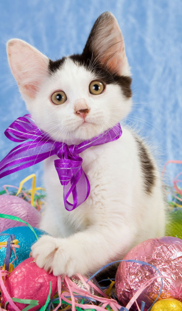 Котенок среди яиц на Пасху