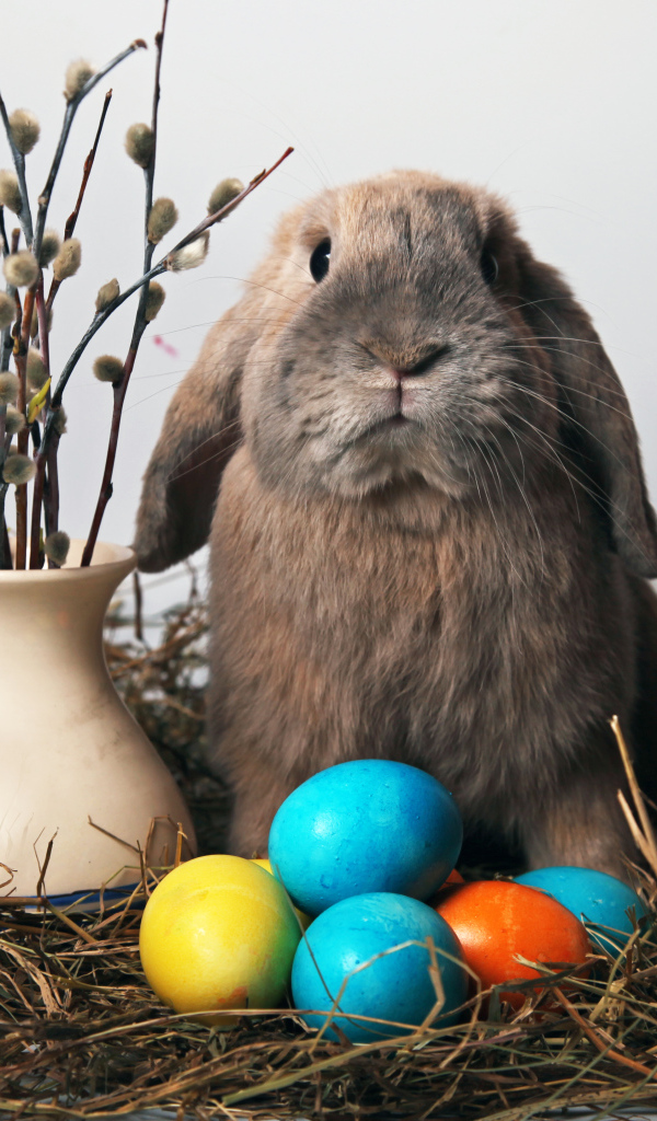 Кролик и мимоза на Пасху