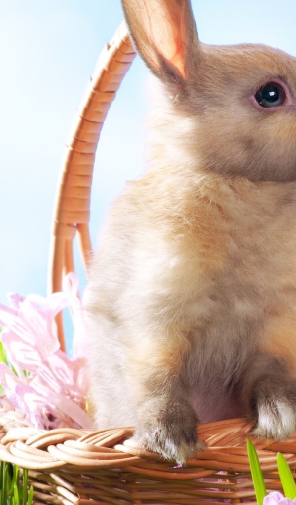 Кролик в корзине на Пасху