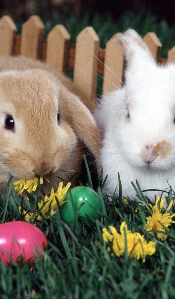 Кролики у забора на Пасху