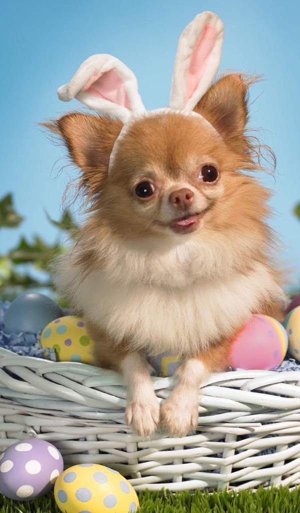 Пасхальная собака