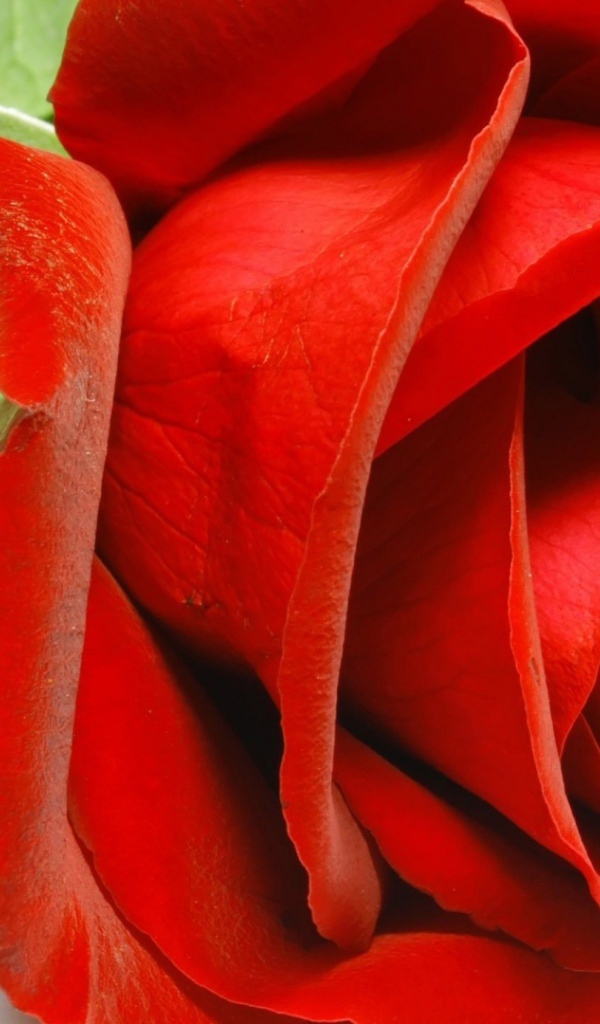 Красивая красная роза крупным планом на восьмое марта