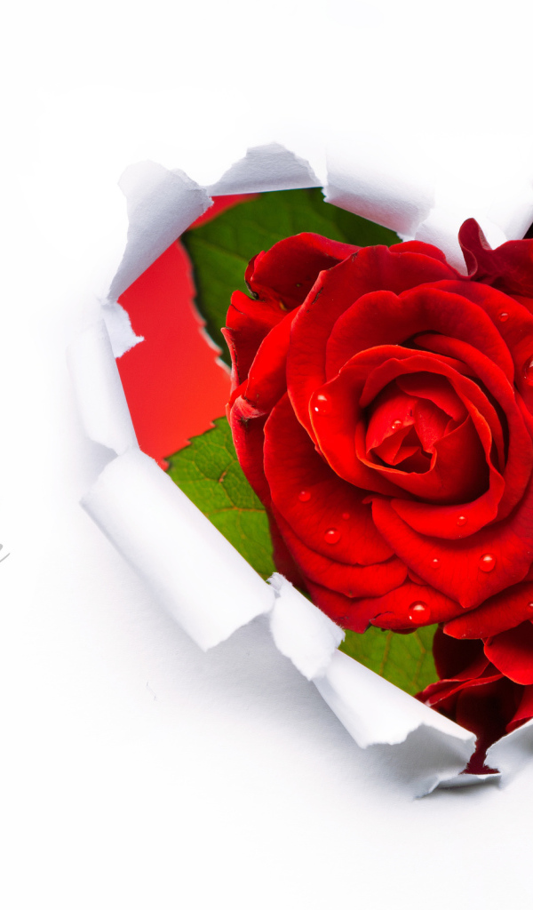 Красивые красные розы на 8 марта 