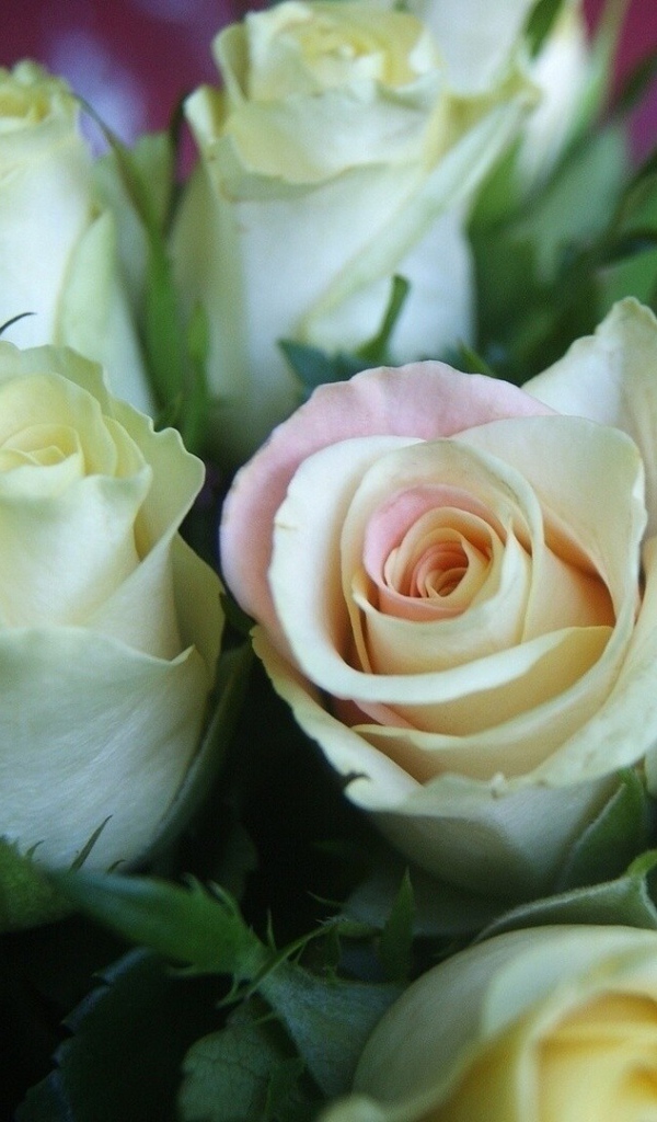 Красивые белые розы для женщин