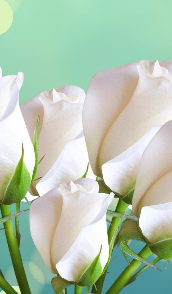 Красивые белые розы на голубом фоне женщинам на восьмое марта