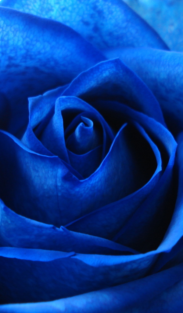 Синяя роза в подарок на восьмое марта