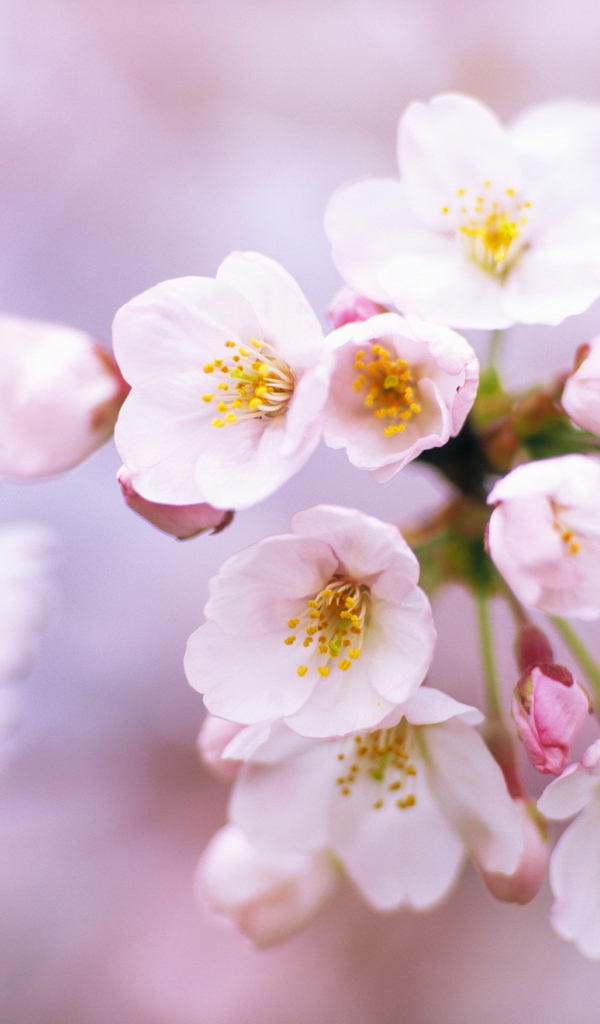 Цветы вишни на 8 марта