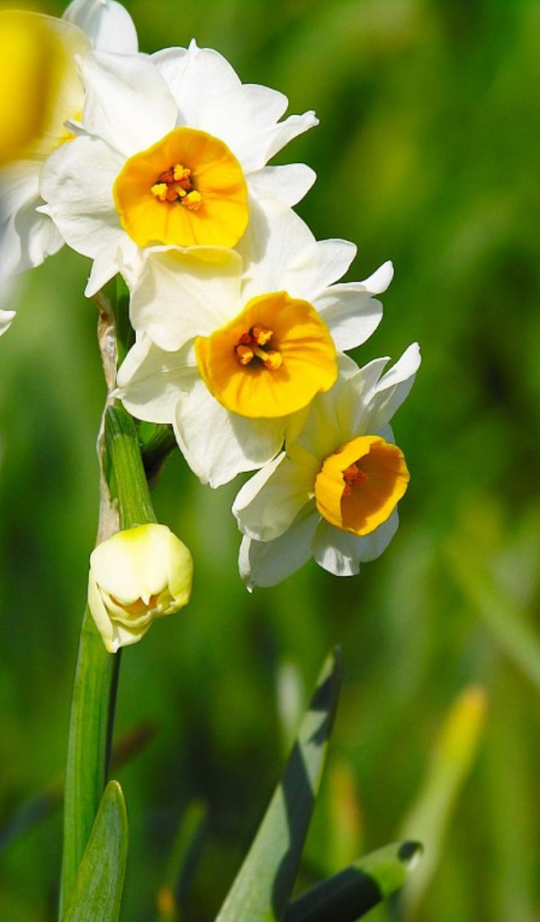 Нарциссы на 8 марта