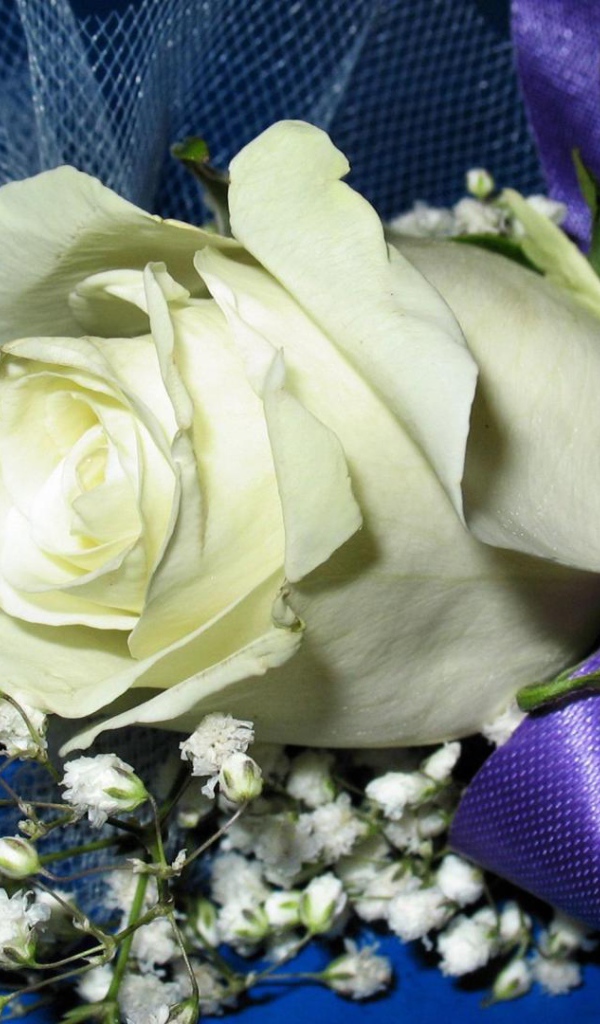 Украшенная белая роза на синем фоне в подарок на восьмое марта