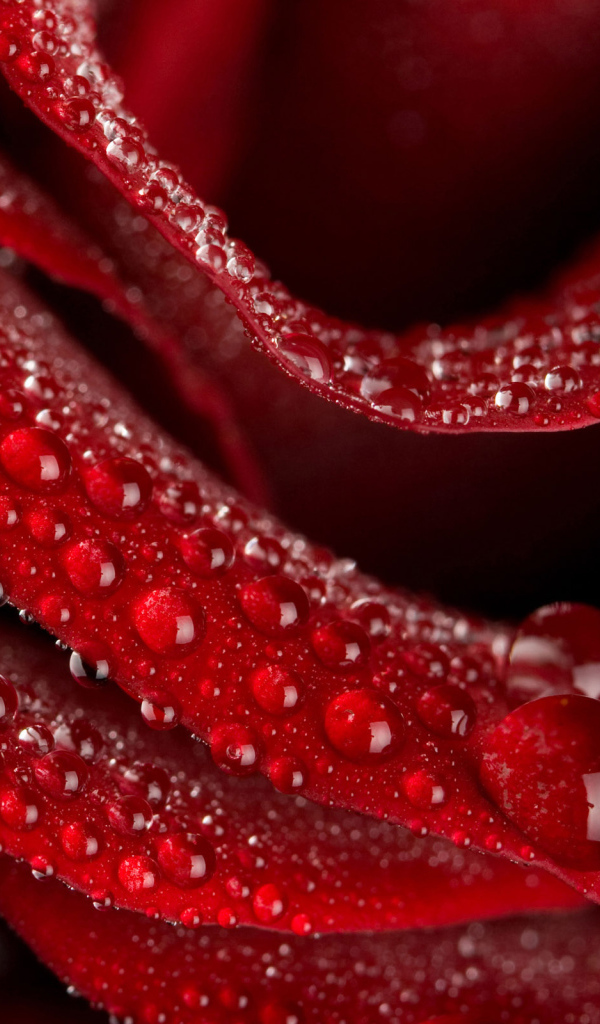 Нежная роза на 8 марта