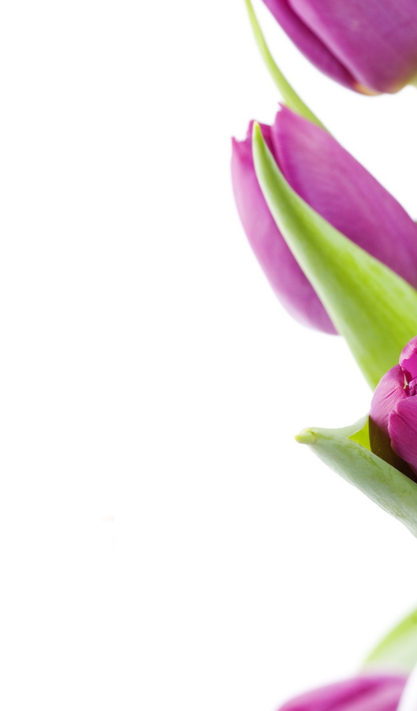 Нежные цветы на 8 марта