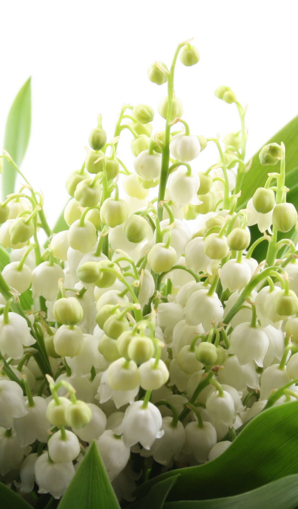 Ландыши на 8 марта