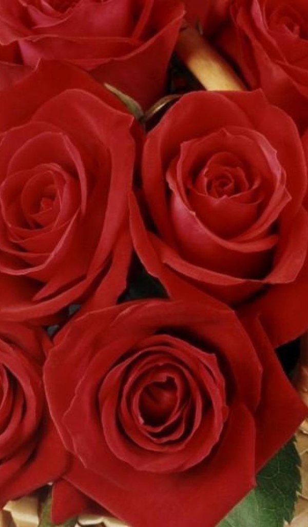 Букет волшебных красных роз на 8 марта