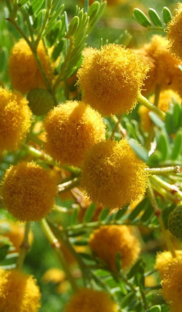 Цветы мимозы на 8 марта