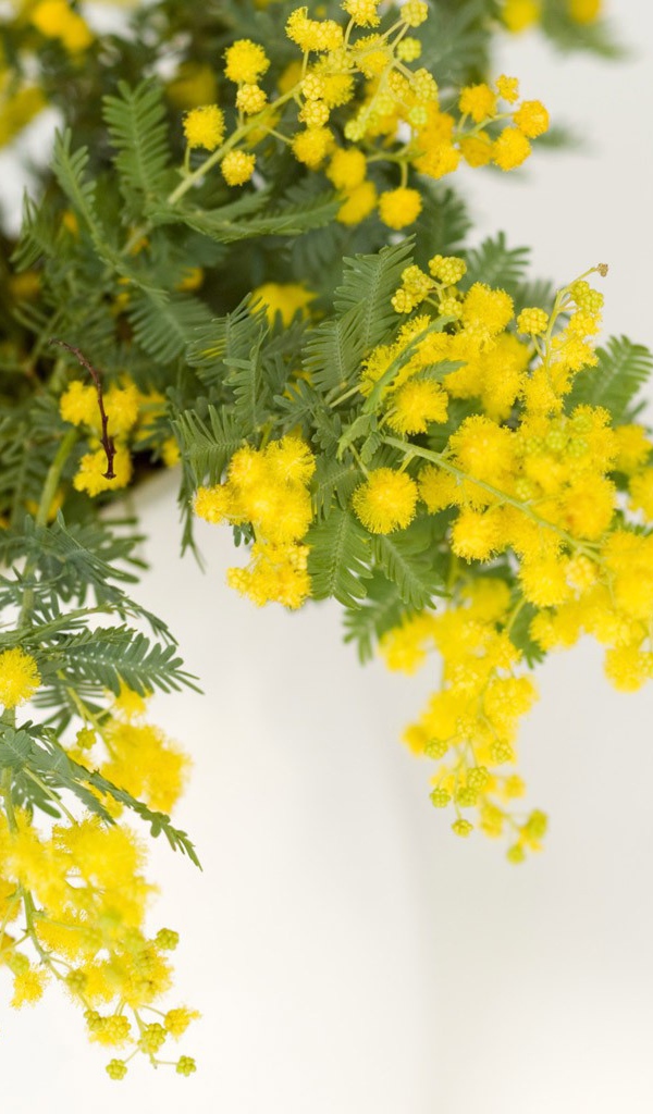 Мимоза на 8 марта