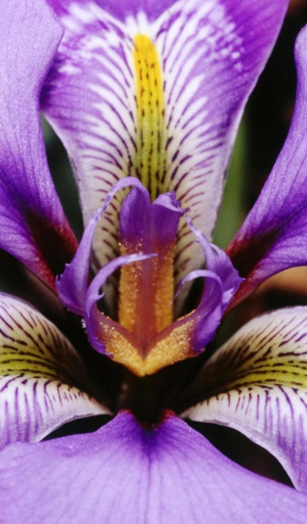 Фиолетовый ирис на 8 марта