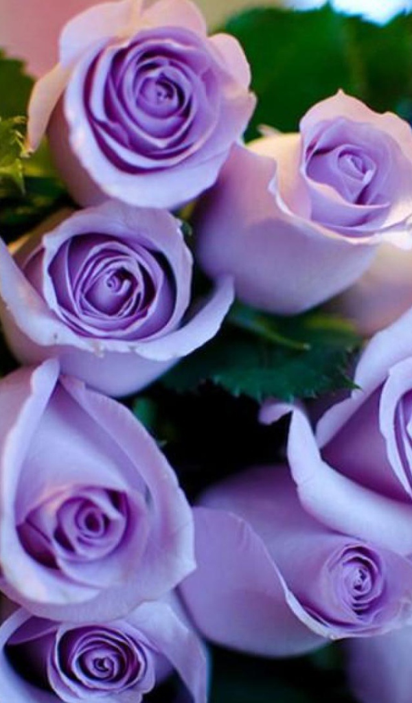 Фиолетовые розы в букете на восьмое марта