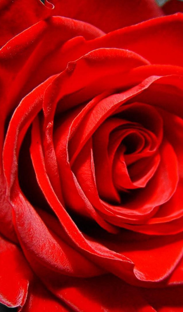 Красная роза на чёрно-белом фоне на восьмое марта