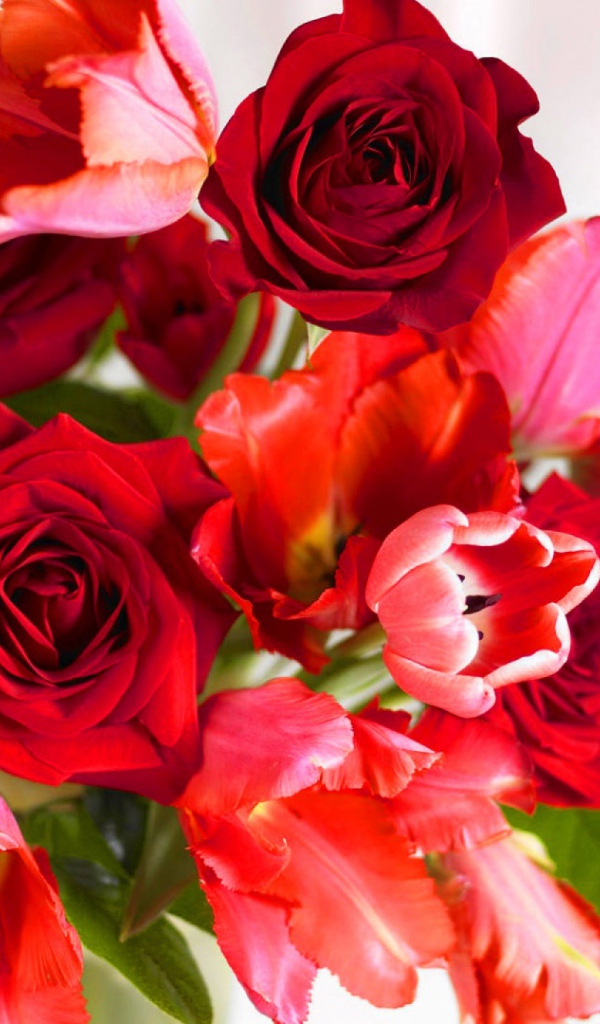 Красные розы и красные тюльпаны в подарок на восьмое марта